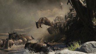 The Great Wildebeest Migration