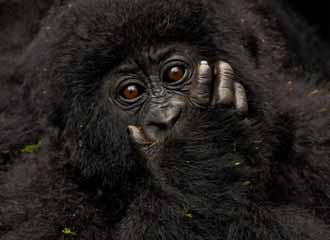 Rwanda Adventure