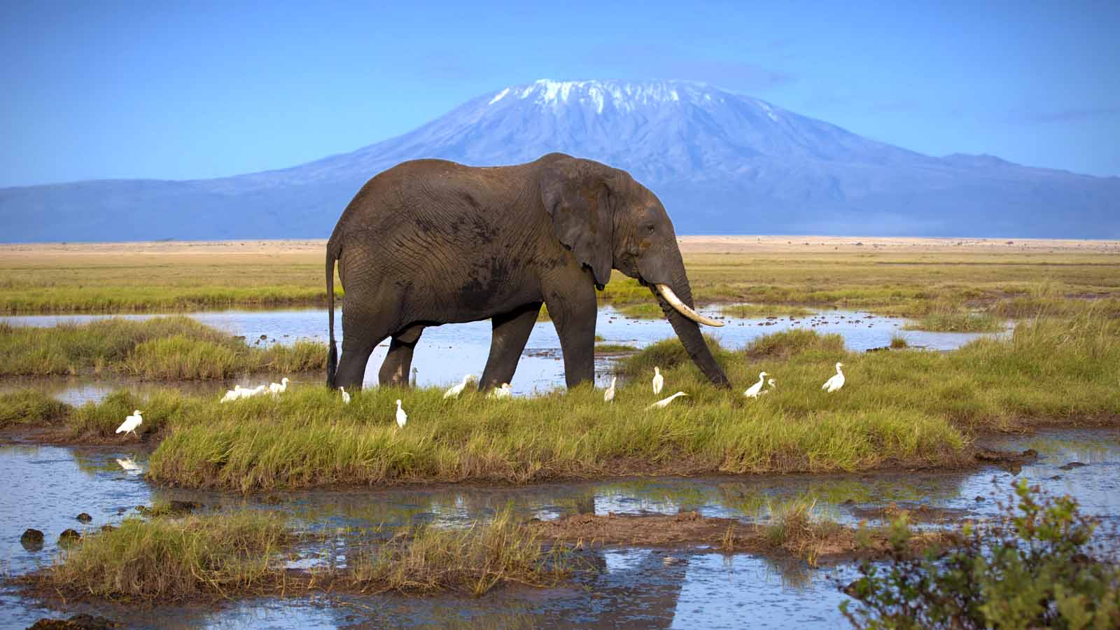 Amboseli national park kenya safari holidays africa odyssey