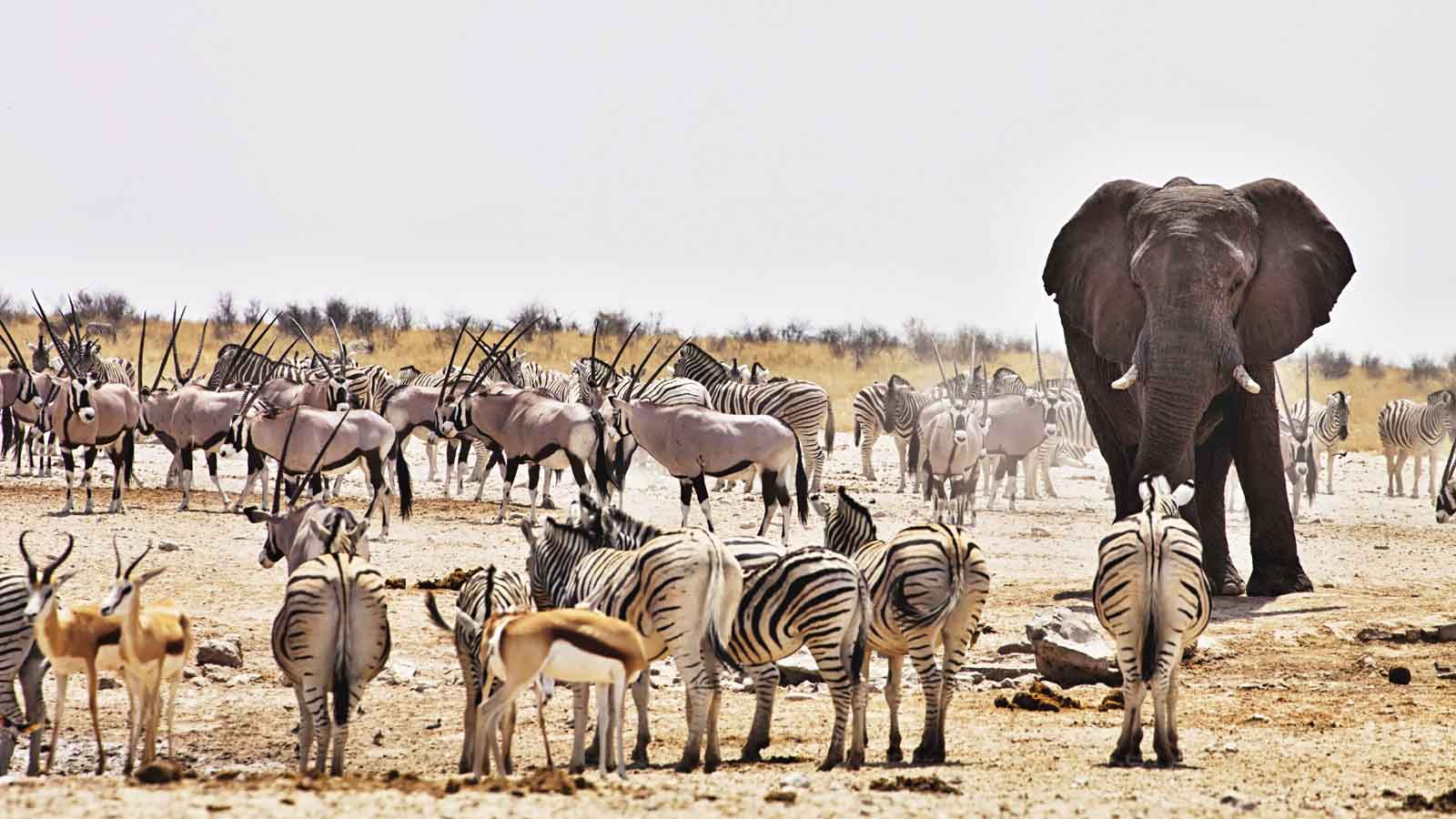 Best places to stay in Etosha; where to stay in Etosha, Namibia