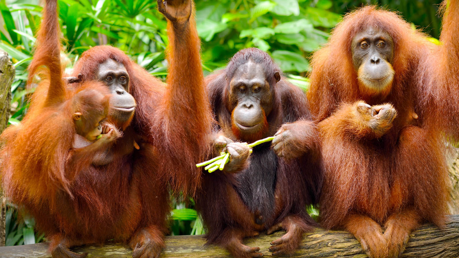 Best Places To Stay In Orangutans With Asia Odyssey Best Places To Stay In Orangutans With Asia Odyssey
