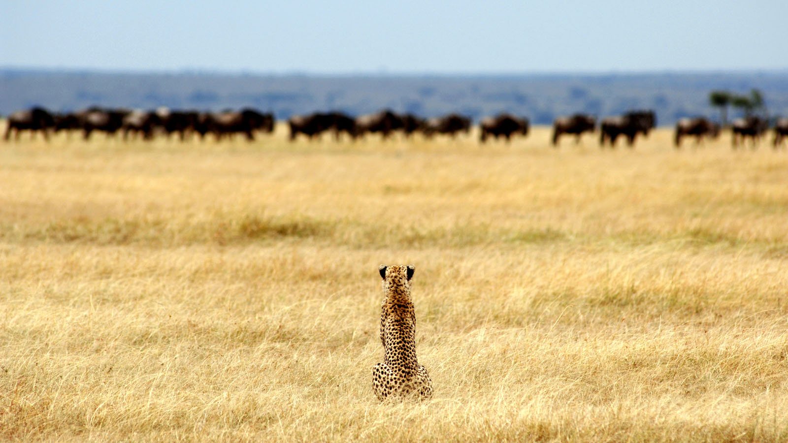 Serengeti Safari | Serengeti National Park | Tanzania Odyssey