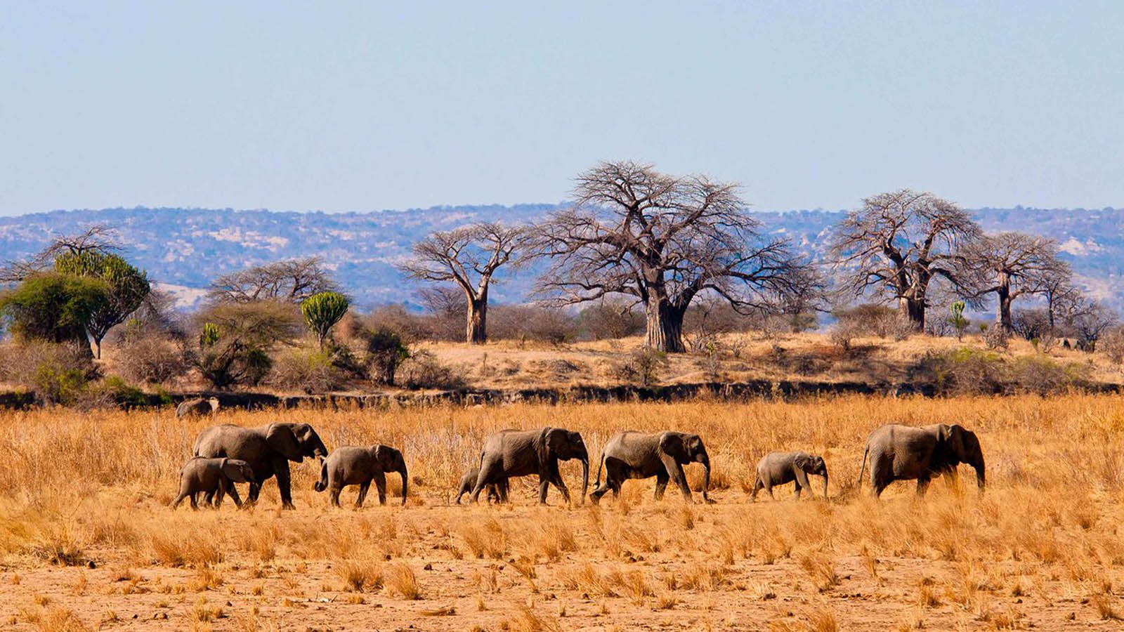 tarangire ngorongoro safari