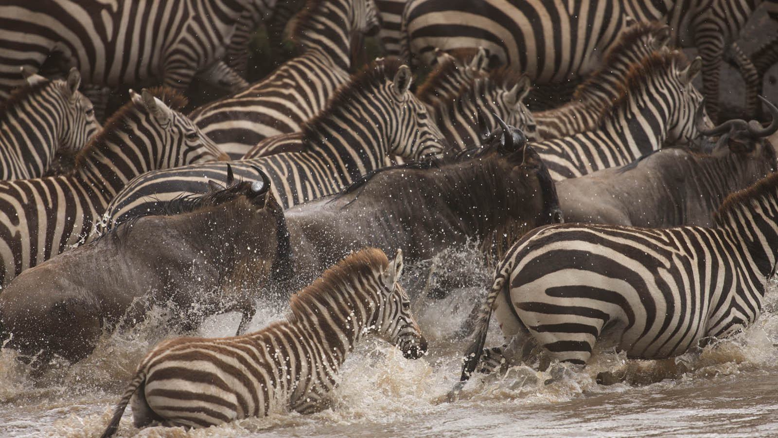 Wildebeest Migration | Great Migration Serengeti | Tanzania
