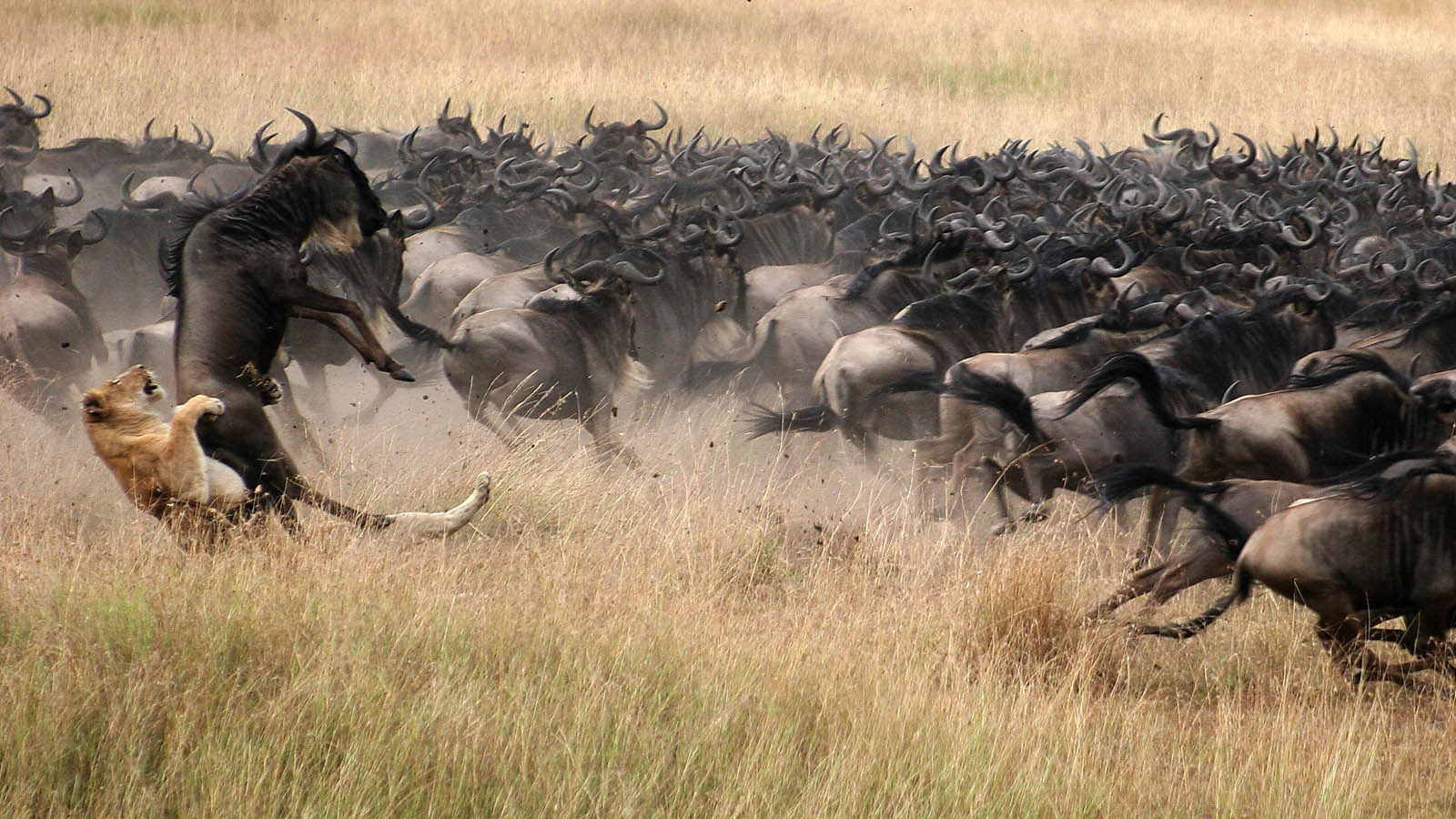 Wildebeest Migration | Great Migration Serengeti | Tanzania Wildebeest Migration | Great Migration Serengeti | Tanzania