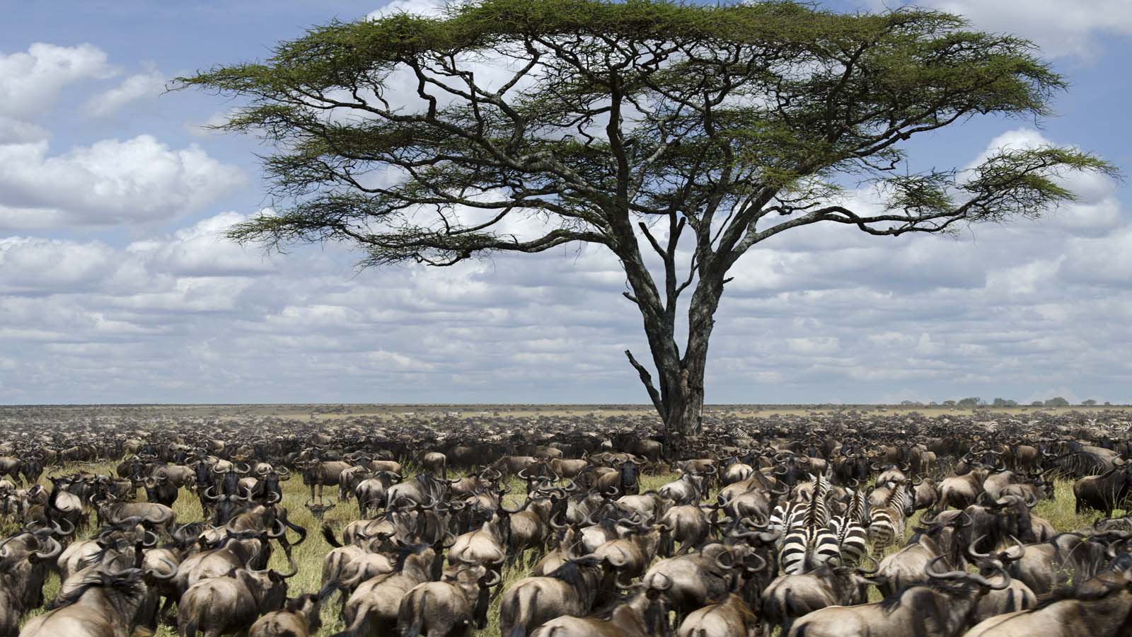 Wildebeest Migration | Great Migration Serengeti | Tanzania Wildebeest Migration | Great Migration Serengeti | Tanzania